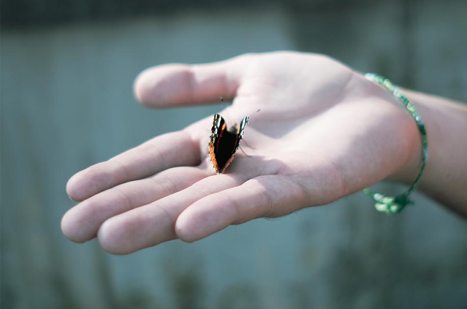 Ein Schmetterling sitzt auf der Hand eines Menschen