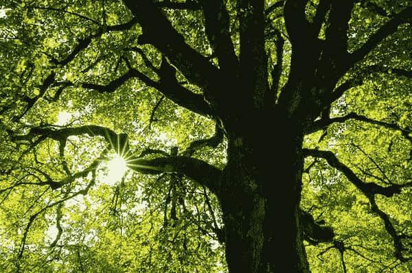 baum (1)